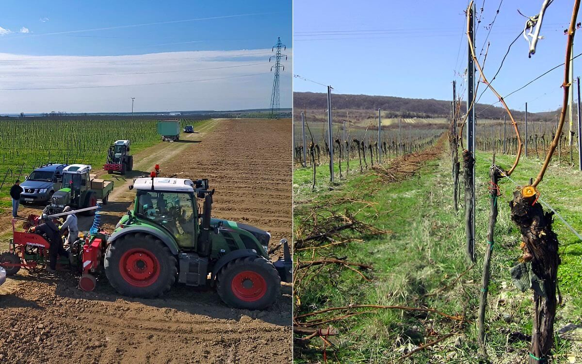 Zkušenosti z terénu s ochranou vinné révy pomocí pachových ohradníků