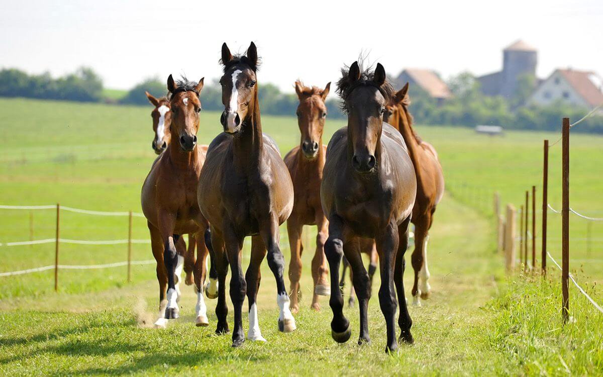 Jak vybrat a sestavit elektrický ohradník pro koně