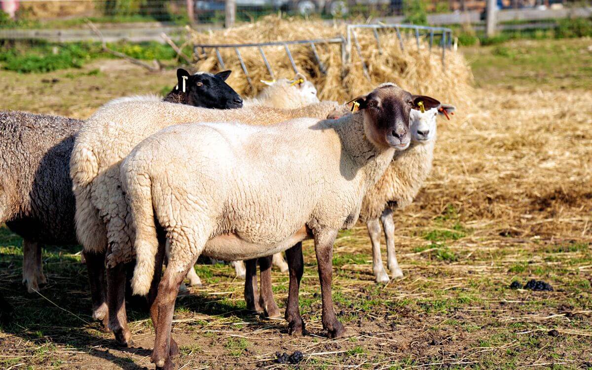 Jak vybrat a sestavit elektrický ohradník pro ovce