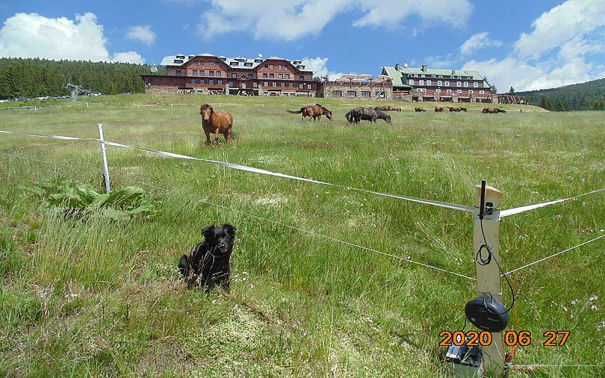 „V kopcovitém terénu nebyl problém ohradu zkontrolovat na dálku pomocí ovladače"

říká Vít Karbusický z FARMY HUCUL
