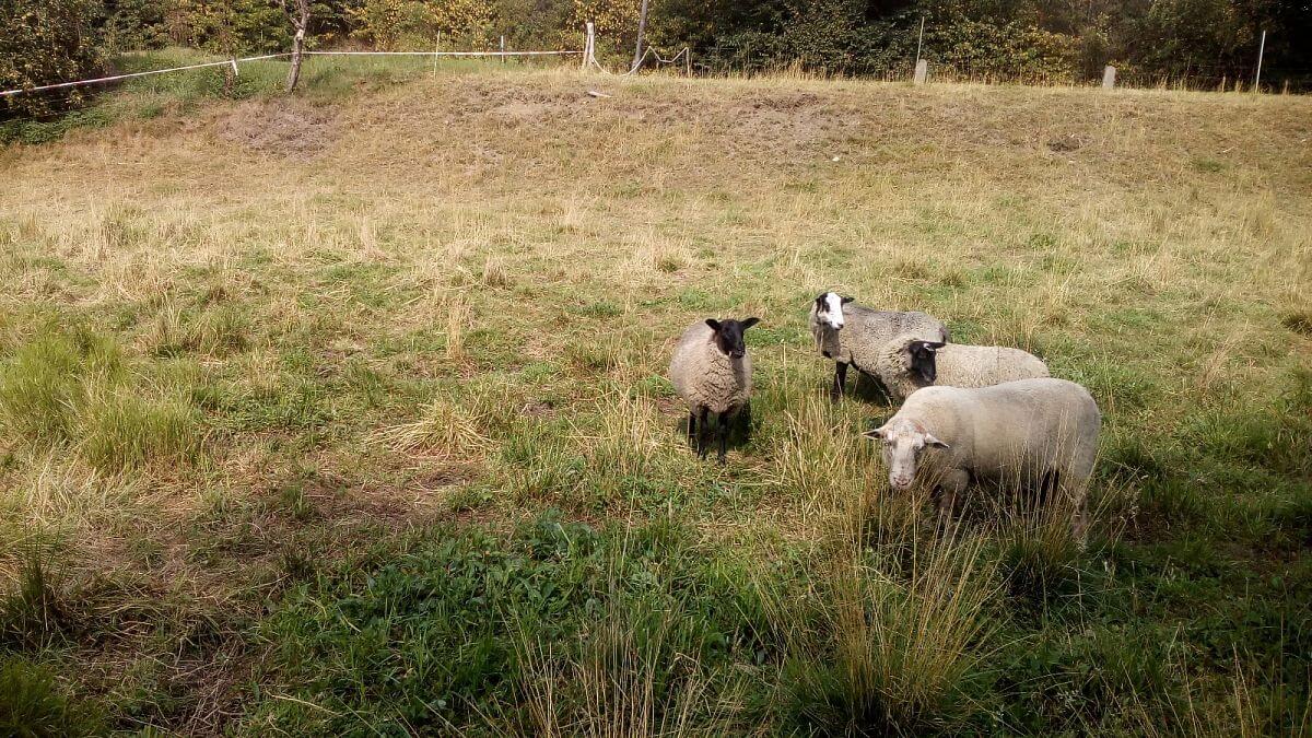 Díky generátoru mám stádo vždy pod kontrolou a přestal jsem používat konstatování: „Za plotem je tráva vždy lepší, i kdyby to byl štěrk“

říká Jan Slavíček
