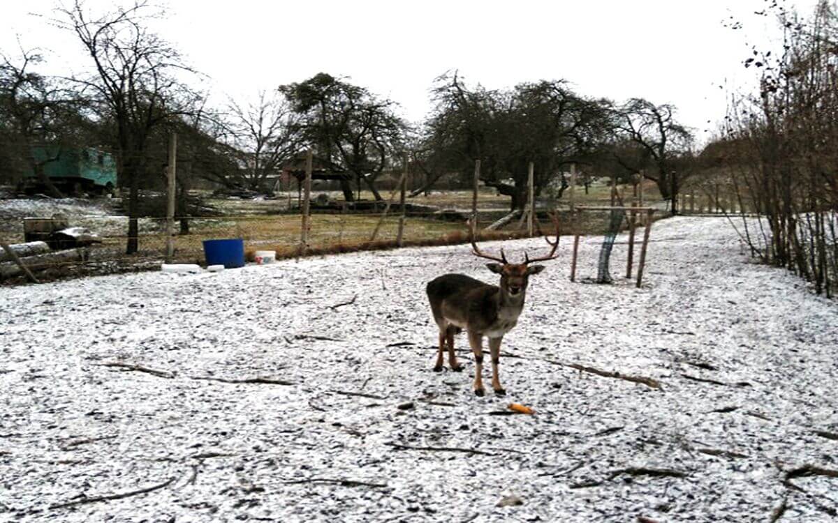 Útěk daňků vyřešen

Pavel Leibner
