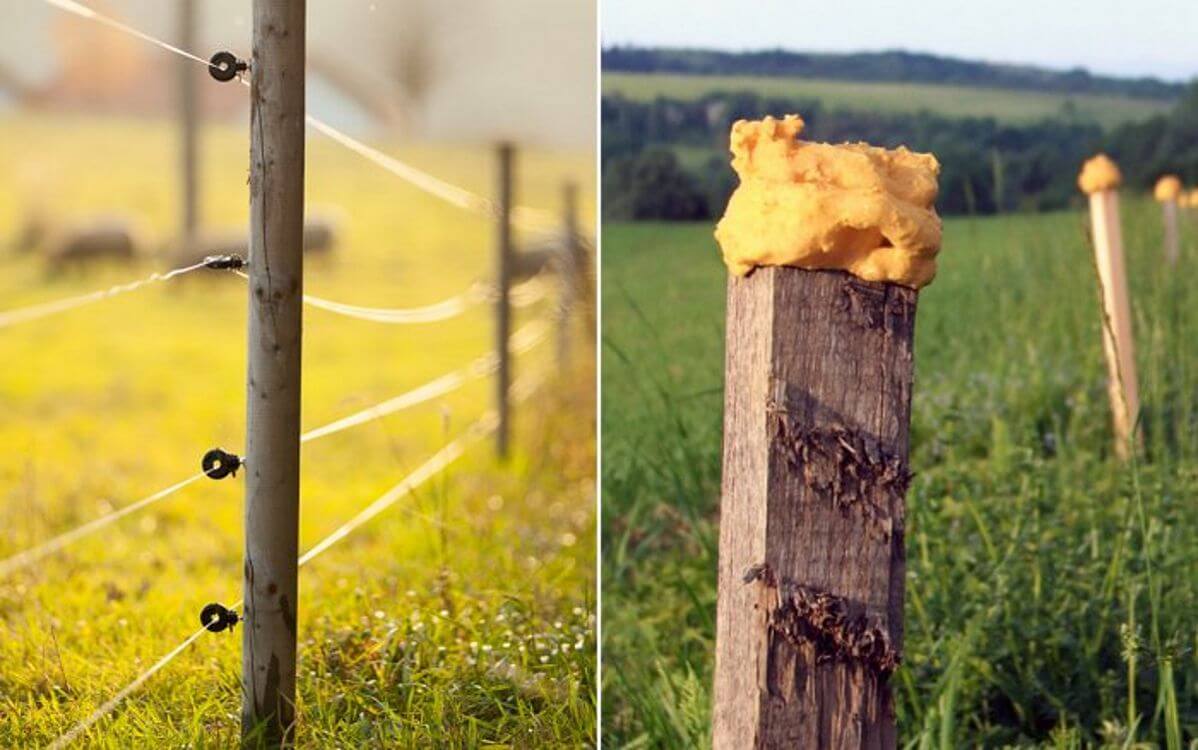 Pachový ohradník, nebo elektrický plot? Poradíme vám s výběrem