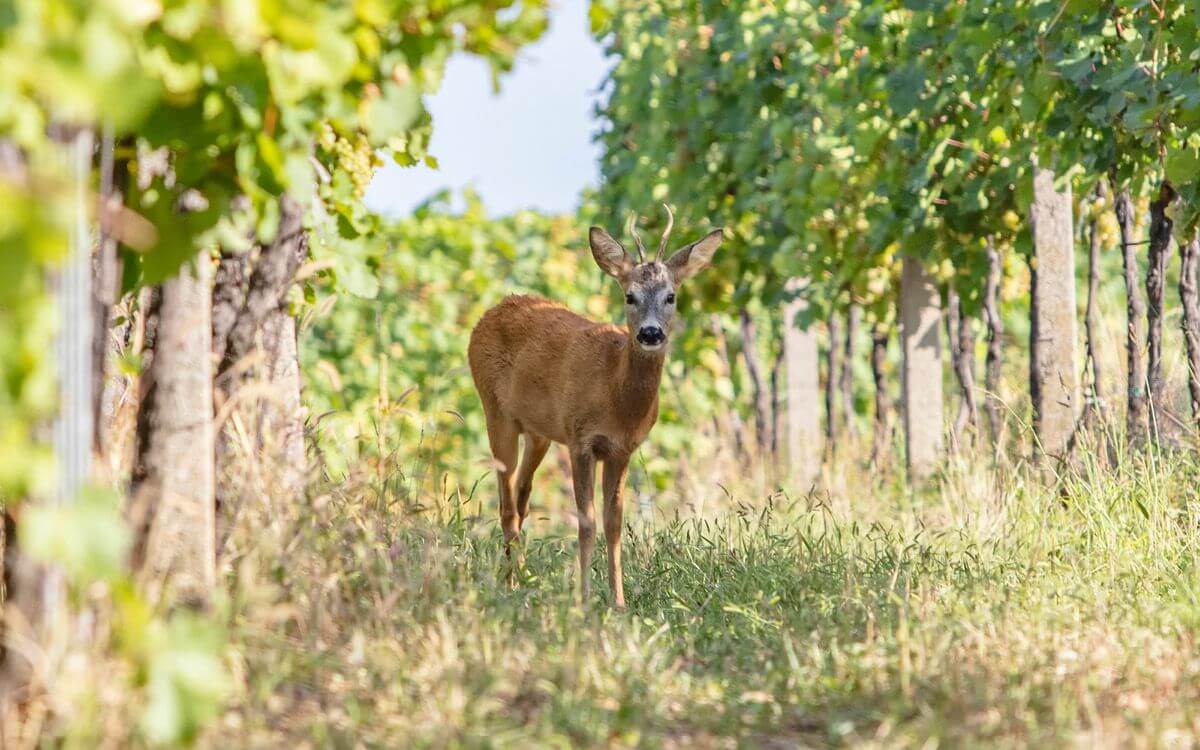 Jak ochránit vinohrad před srnkami?