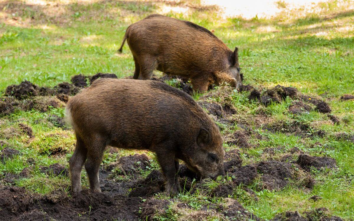 Jak ochránit pozemek před divokými prasaty?