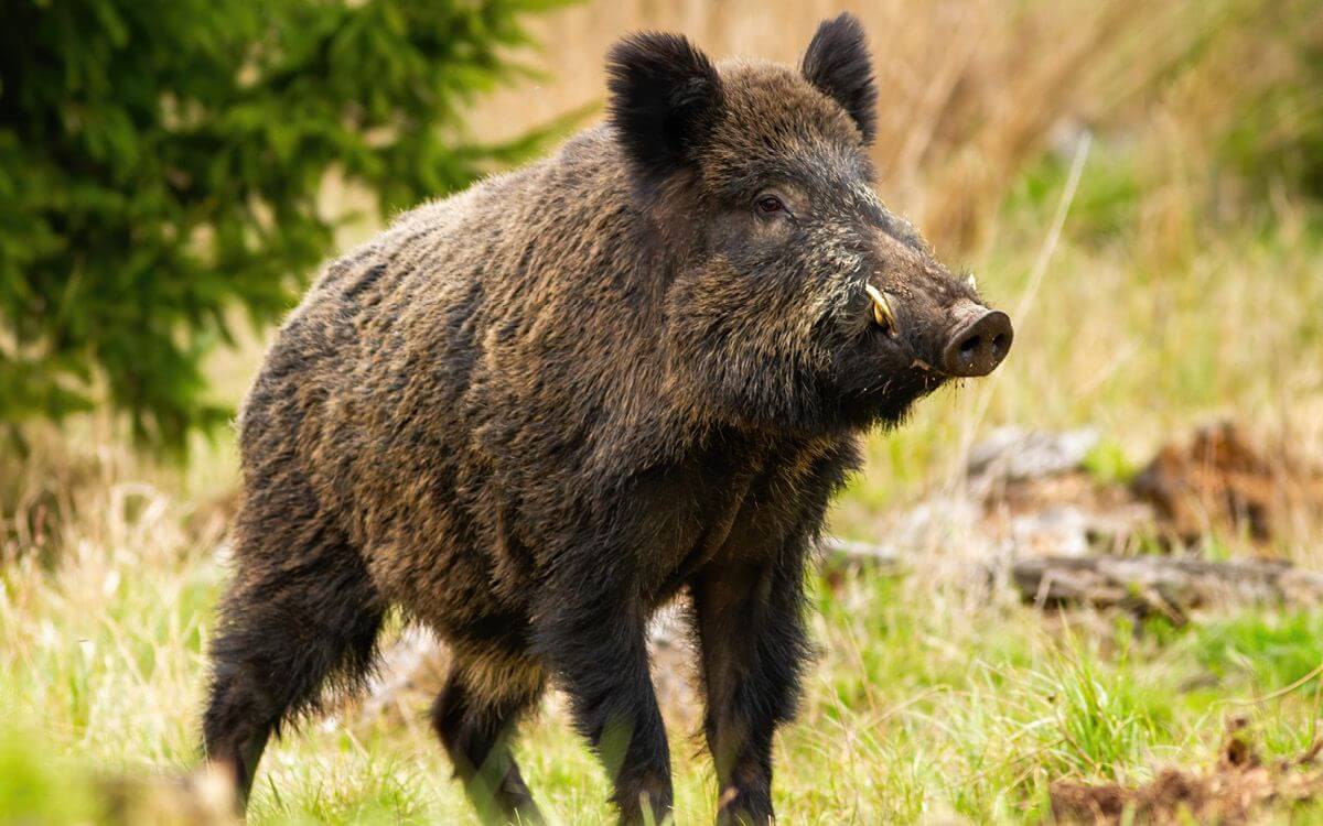 Jak vybrat a sestavit elektrický ohradník proti divočákům