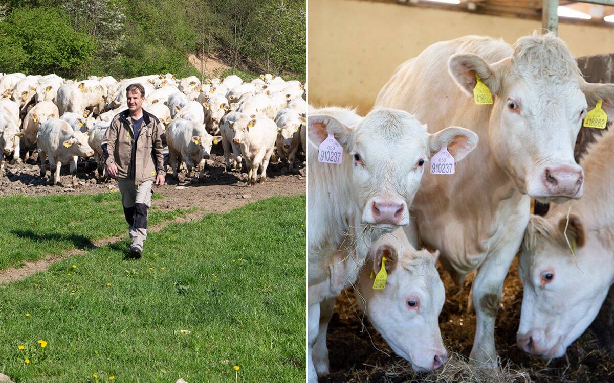 Zemědělské družstvo Vlkov pod dohledem Chytré Farmy