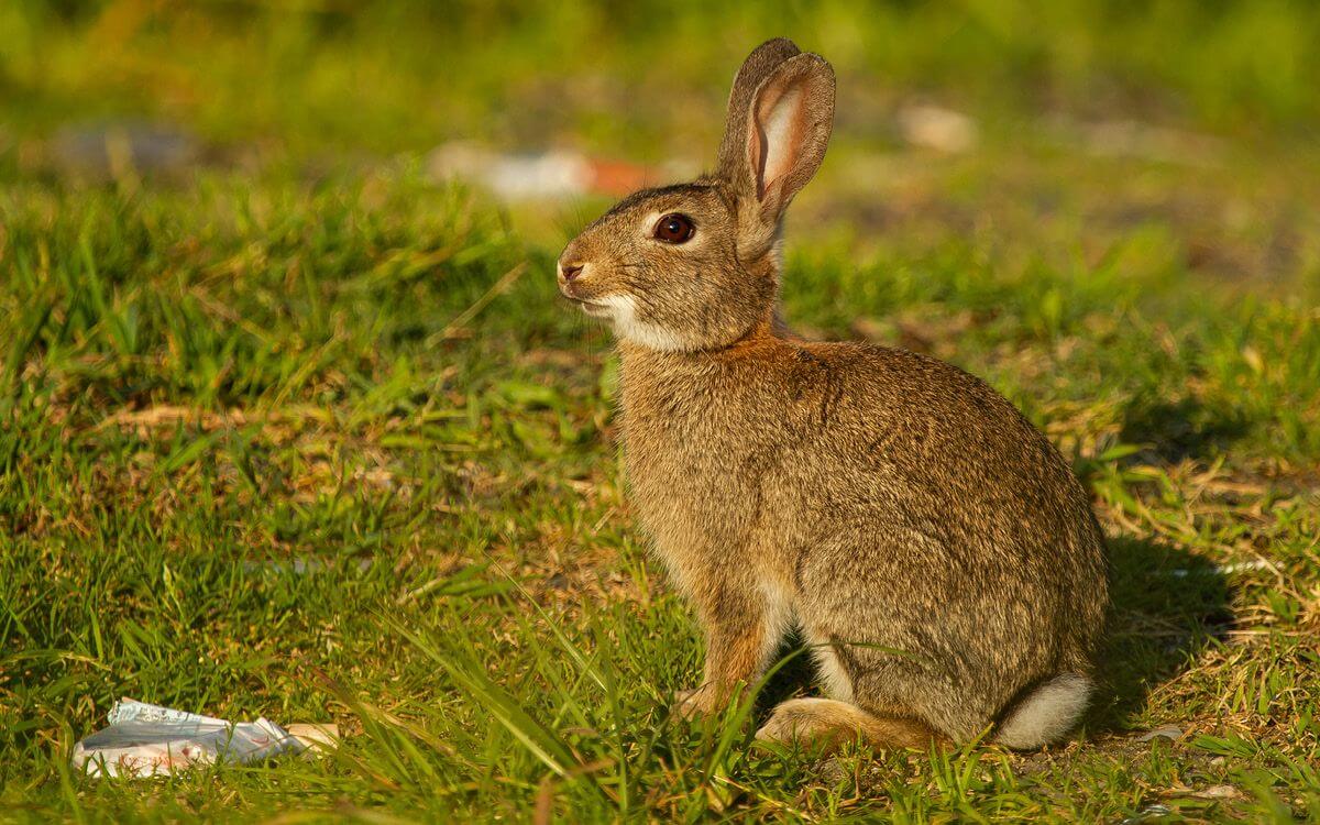 Jak vybrat a sestavit elektrický ohradník pro králíky a zajíce