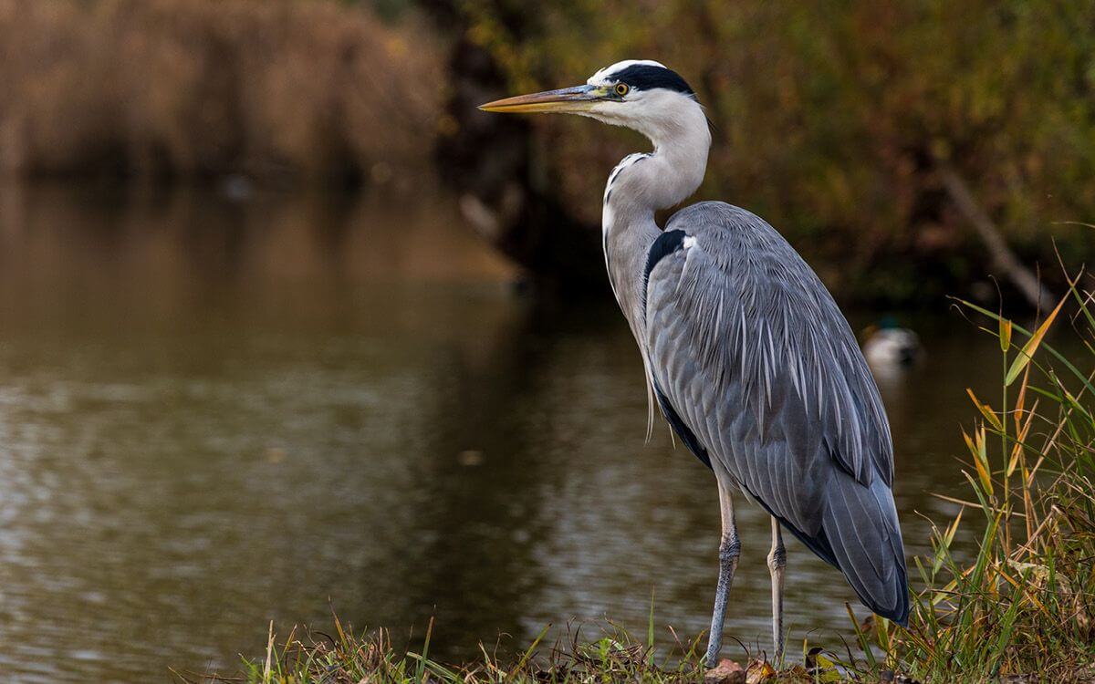 Jak vybrat a sestavit elektrický ohradník na volavky