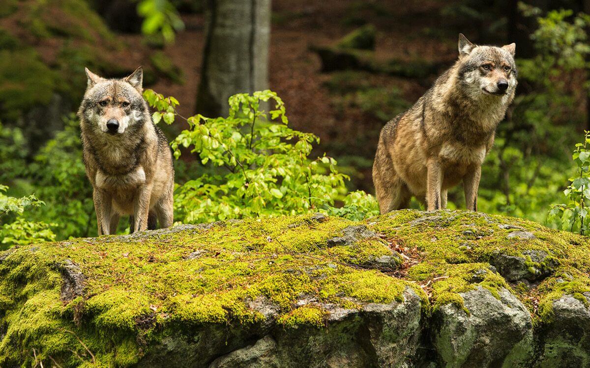 Návrat vlků do české krajiny – výskyt, způsobené škody a možnosti kompenzace ztrát na zvířatech