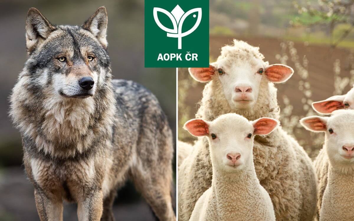 Spolupracujeme s AOPK ČR – ochraňte svá stáda před vlky pomocí elektrického ohradníku fencee