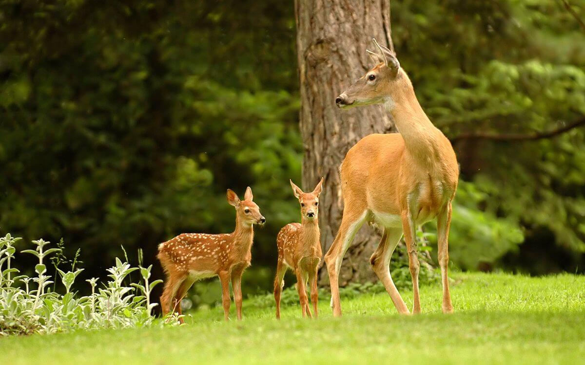 Jak vybrat a instalovat pachový ohradník proti srnkám