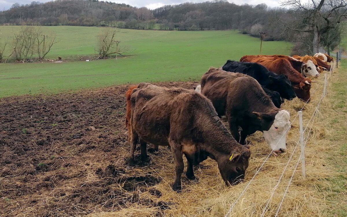 „Už žádný elektrický ohradník bez dálkového ovládání"

říká Pavel Pech
