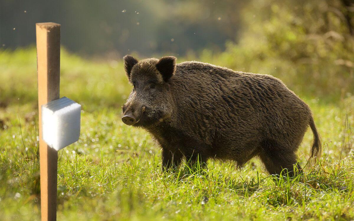 Jak vybrat a instalovat pachový ohradník proti divočákům