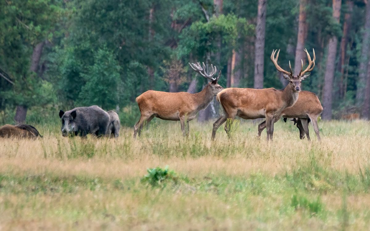 Pachové ohradníky proti zvěři – efektivní ochrana proti srnkám, divočákům i kunám
