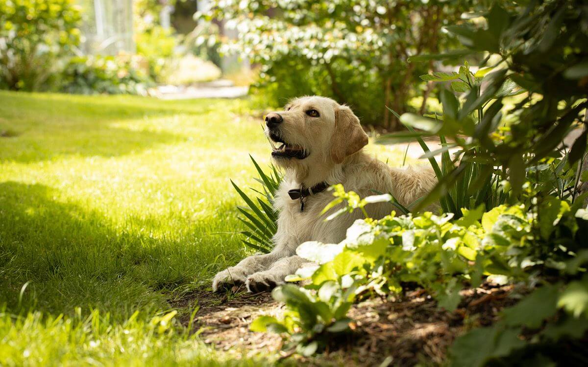 Jak na ochranu záhonu před psem