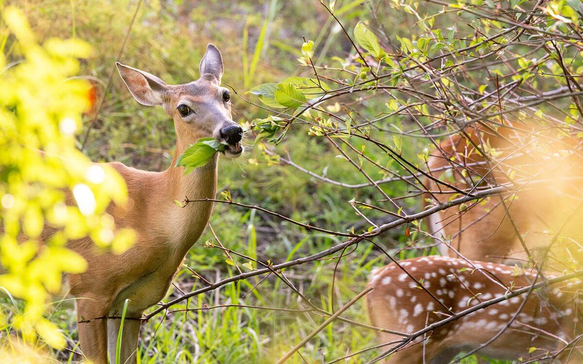 Jak ochránit stromky proti okusu zvěří