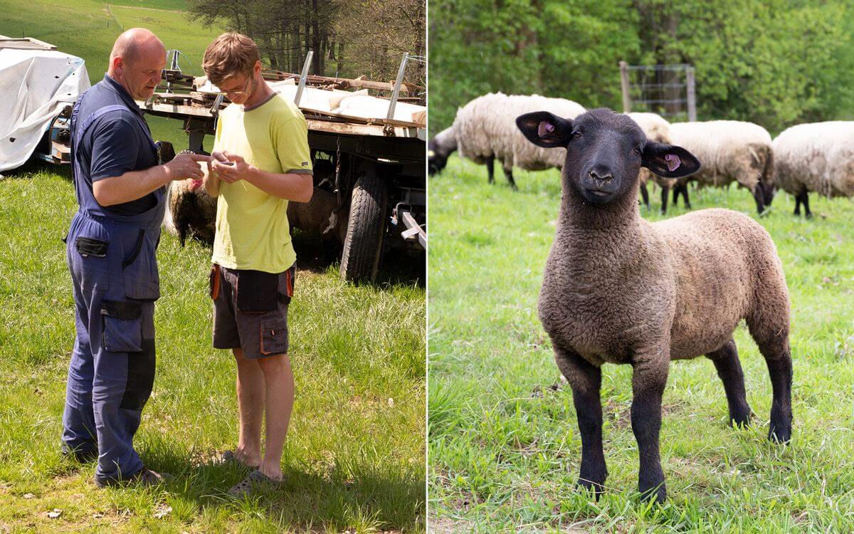 Chytrá Farma fencee na ovčí farmě Petrlák