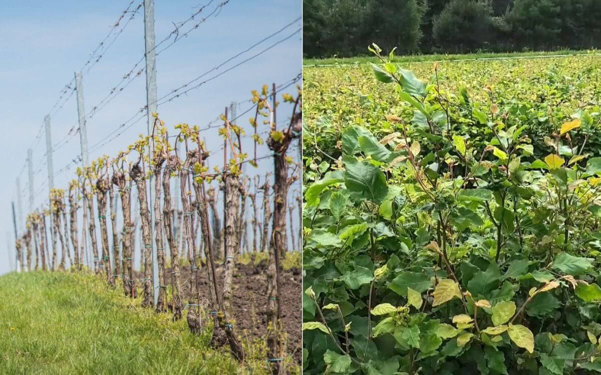 Dlouhodobá ochrana lesních školek před spárkatou zvěří v terénu