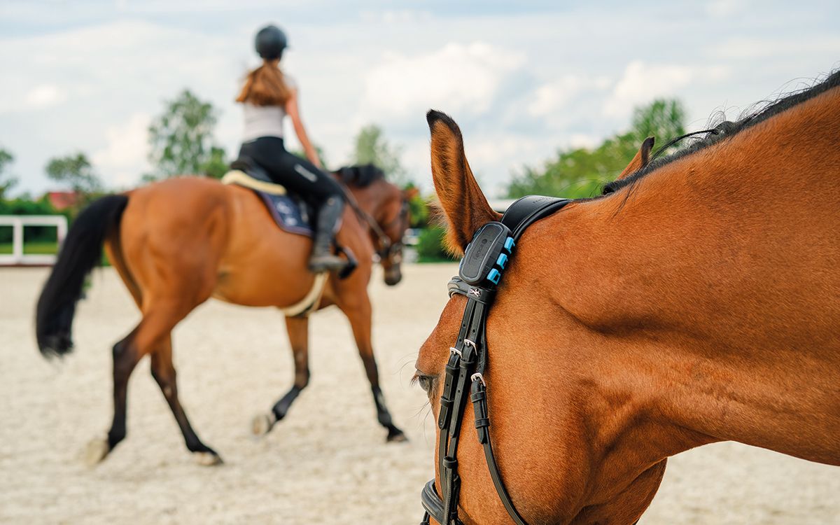 Jak a proč vybrat chytrý GPS lokátor pro koně, poníky a oslíky