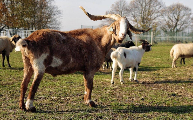 Jak vybrat a sestavit elektrický ohradník pro kozy