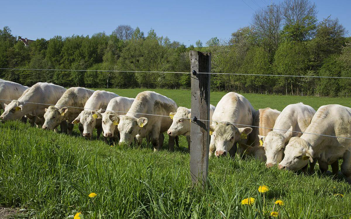 Jak vybrat a sestavit elektrický ohradník pro krávy