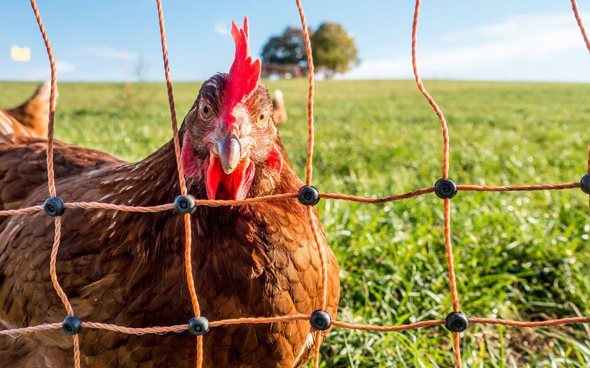 Jak vybrat a sestavit elektrický ohradník pro drůbež