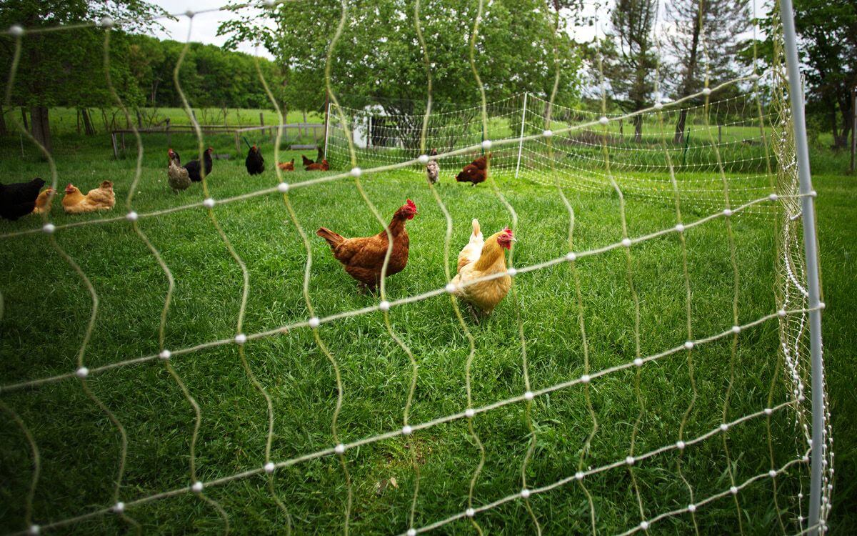 Jak ochránit slepice před liškou?