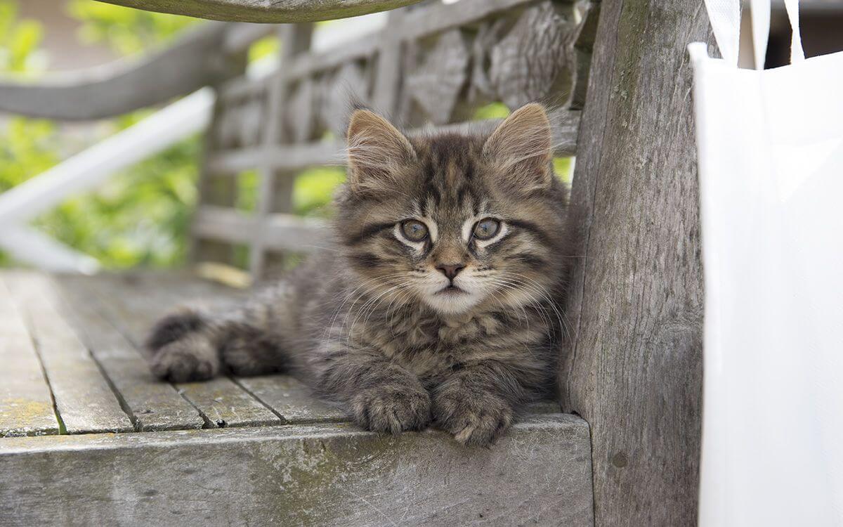 Jak vybrat a sestavit elektrický ohradník proti kočkám?