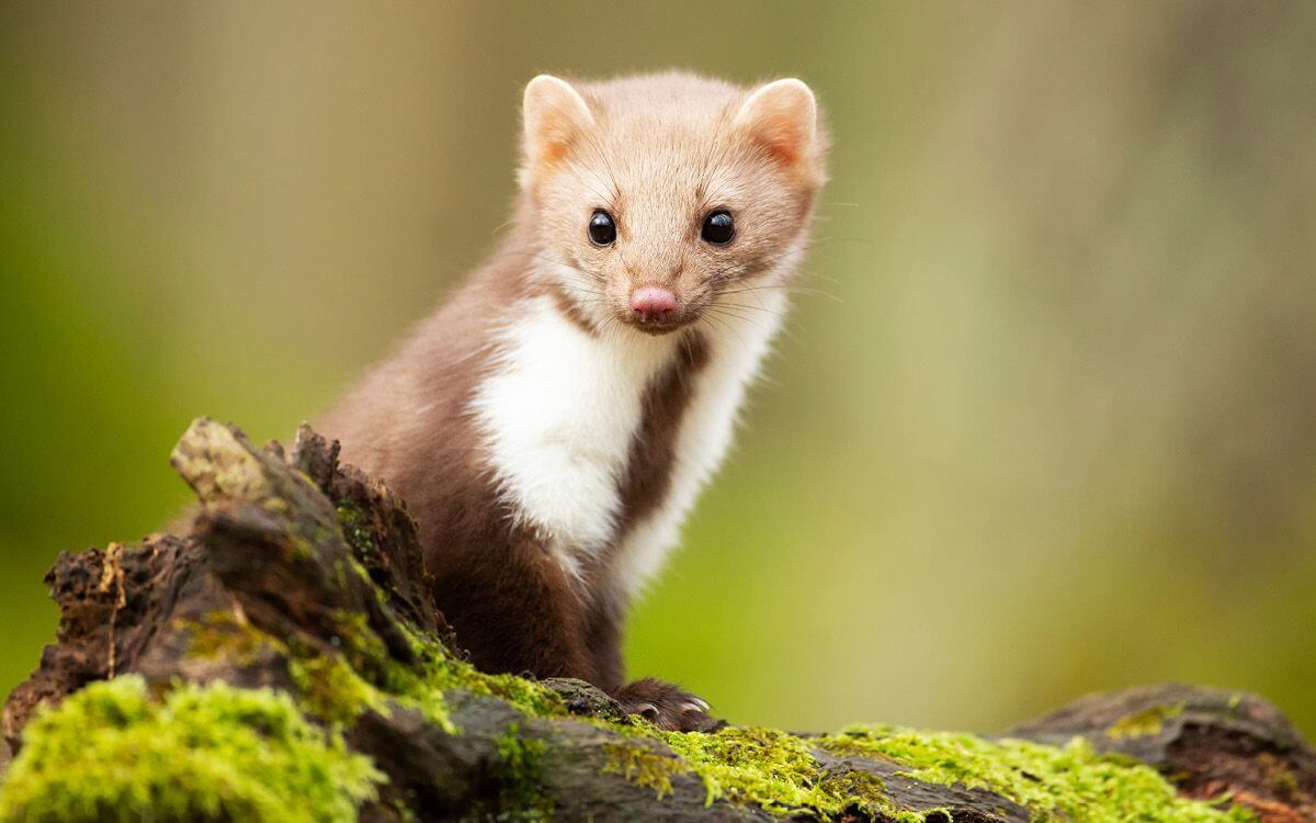 Jak vybrat a namontovat elektrický ohradník na kuny?