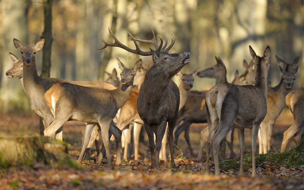 Jak vybrat a sestavit elektrický ohradník proti lesní zvěři