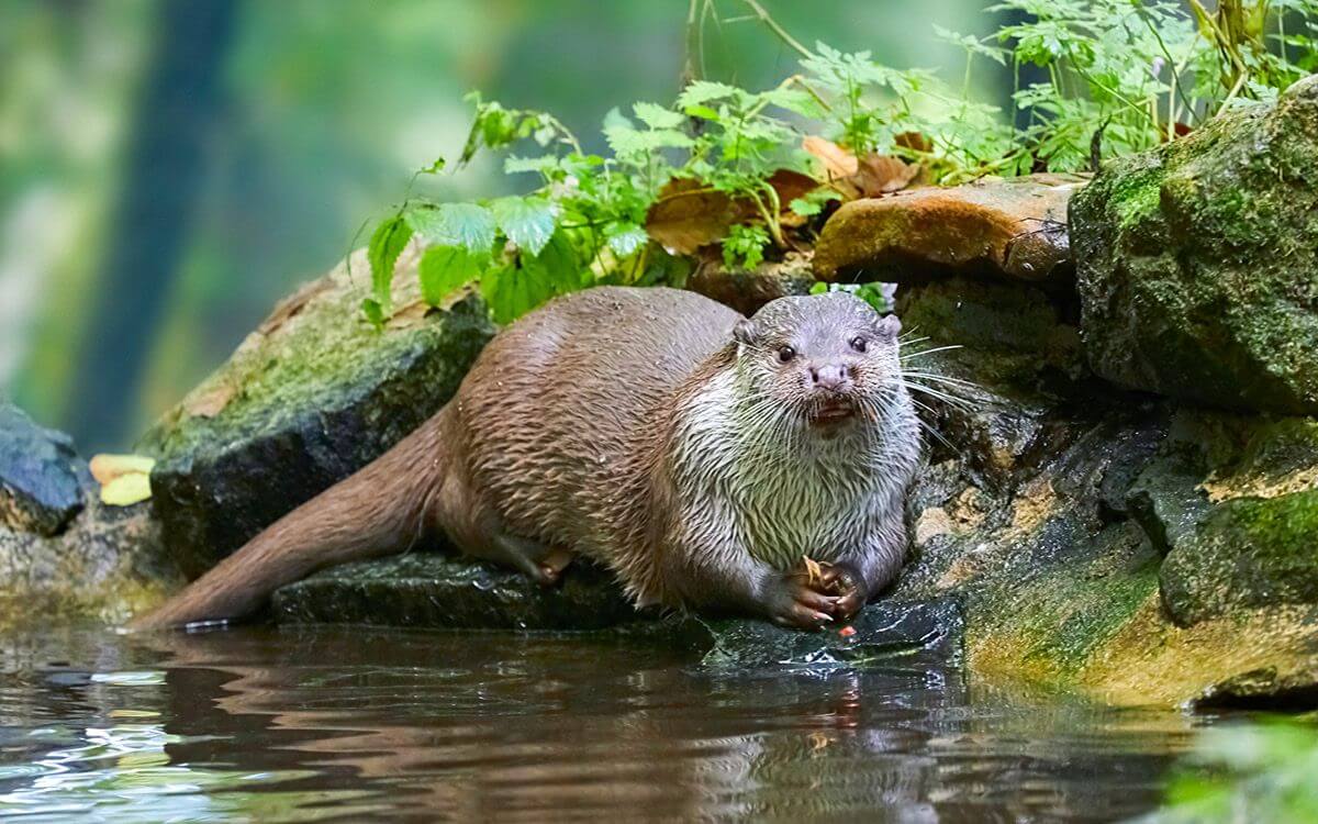 Jak vybrat a sestavit elektrický ohradník proti vydrám