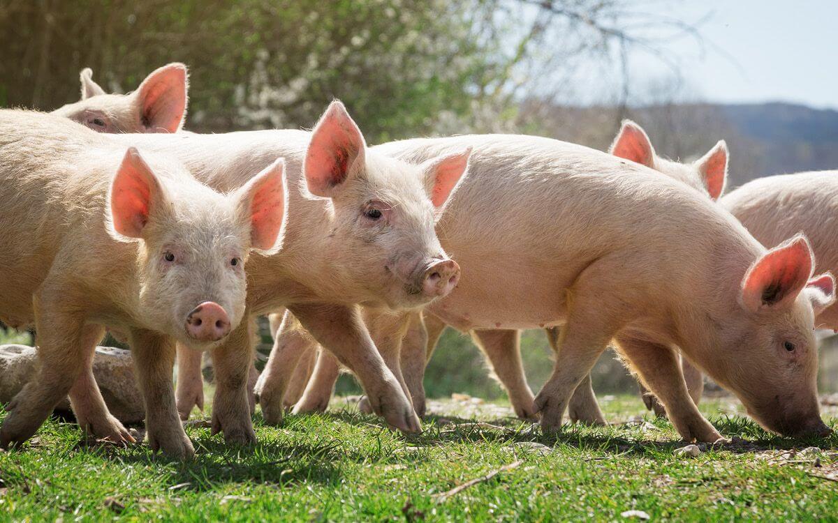 Jak vybrat a sestavit elektrický ohradník pro domácí prasata