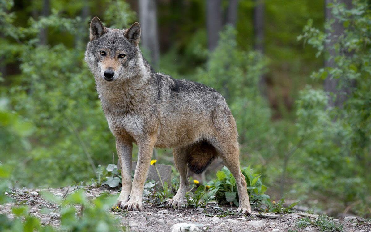 Jak vybrat a sestavit elektrický ohradník proti vlkům