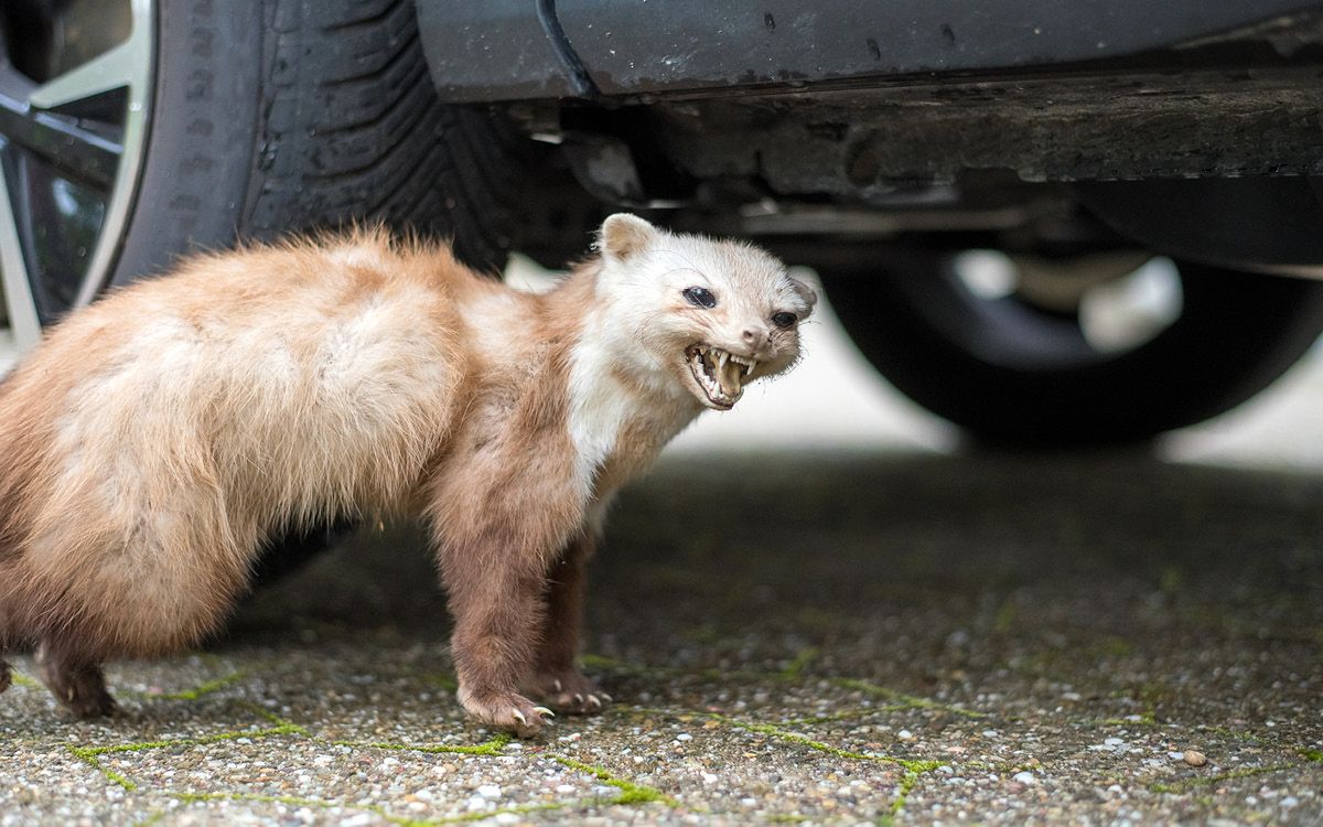 Jak vybrat a instalovat pachový ohradník proti kunám