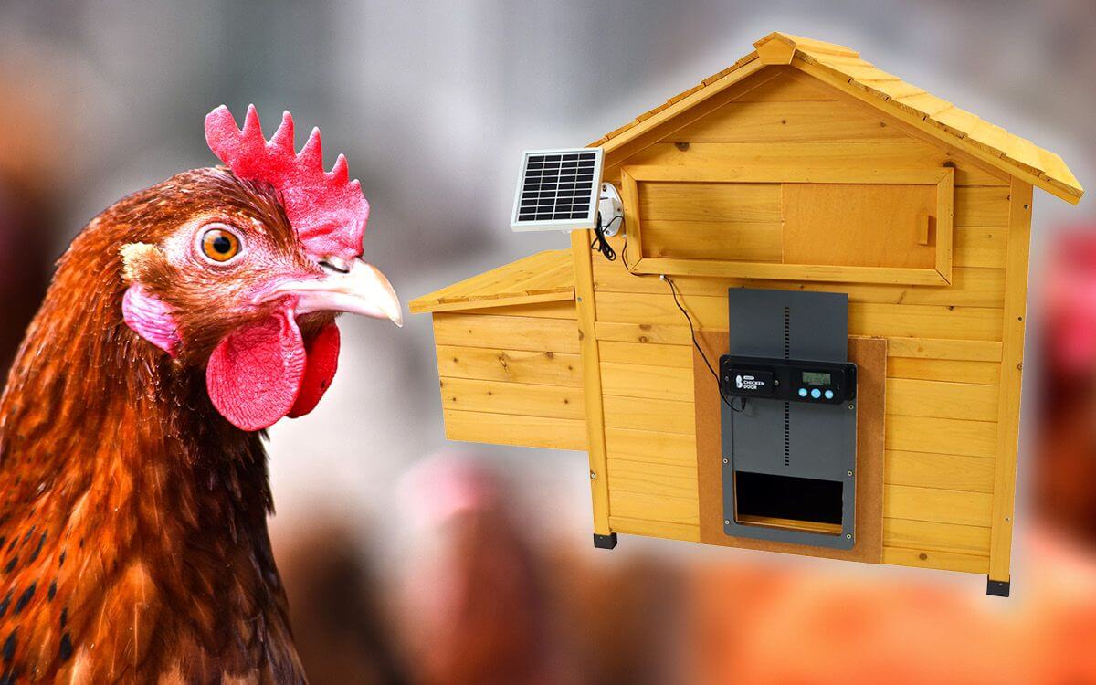 Představujeme moderní řešení pro chov slepic: Automatická dvířka ke kurníku šetří čas i úsilí