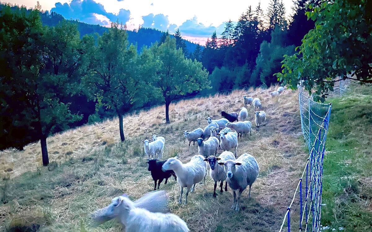„Přehled o všech pastvinách z pohodlí domova"

říká Tomáš Kij
