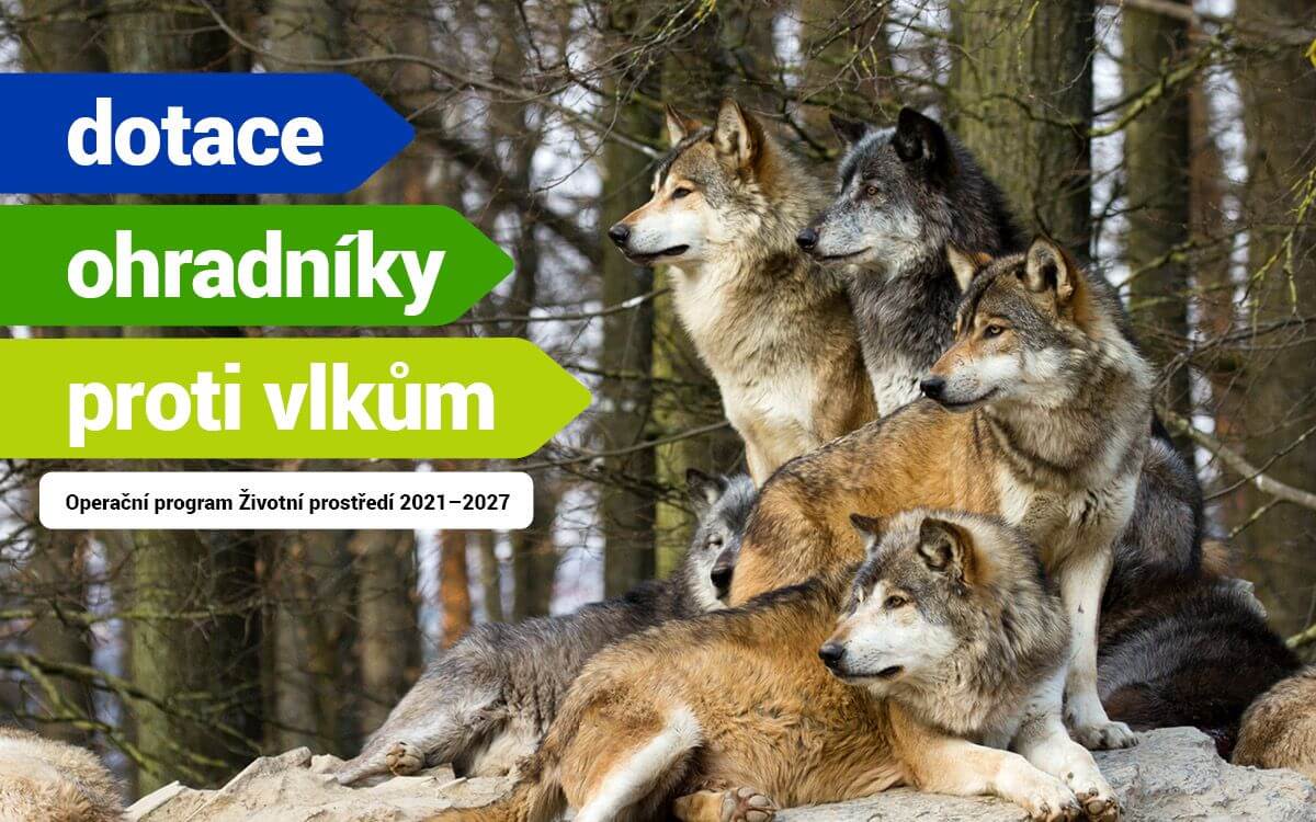 Žádost o dotaci na elektrické ohradníky proti vlkům – kdo na ni má nárok a jaké jsou podmínky pro její získání