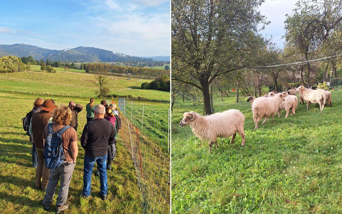 Útoky vlků na hospodářská zvířata v Beskydech