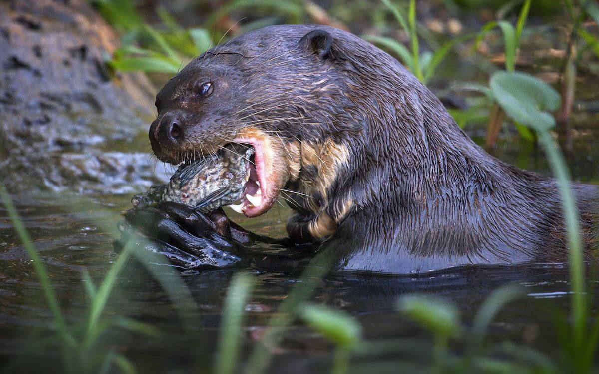 Jak ochránit okrasné jezírko a chovný rybník před vydrou