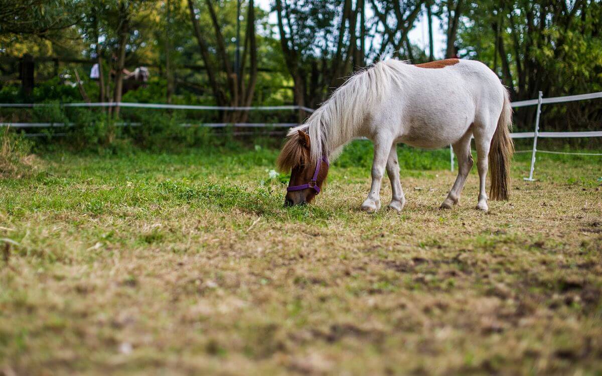 Jak vybrat a sestavit elektrický ohradník pro mláďata – telata a hříbata