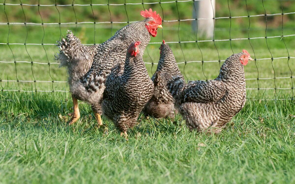 Péče o drůbež – Moderní technologie pro zdravé a šťastné slepice