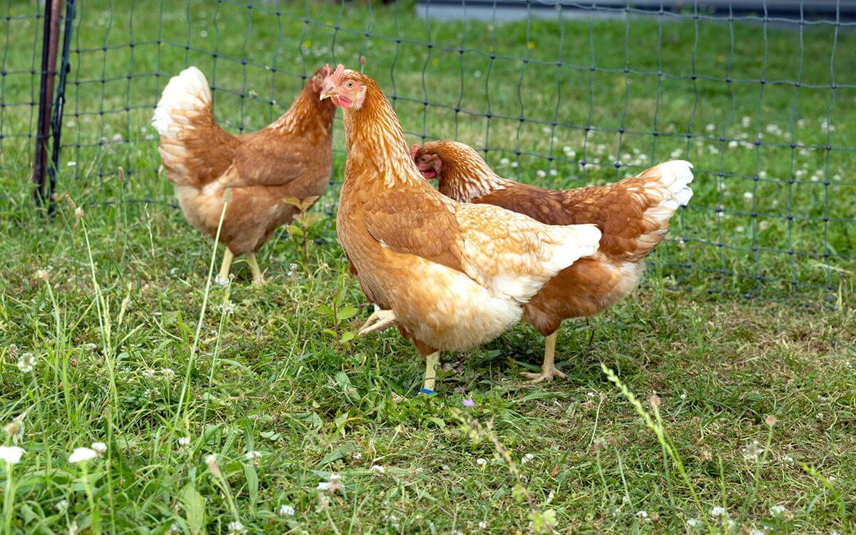 Ideální výběh a kurník pro slepice: Jak vytvořit správné prostředí pro zdravé a šťastné slepice