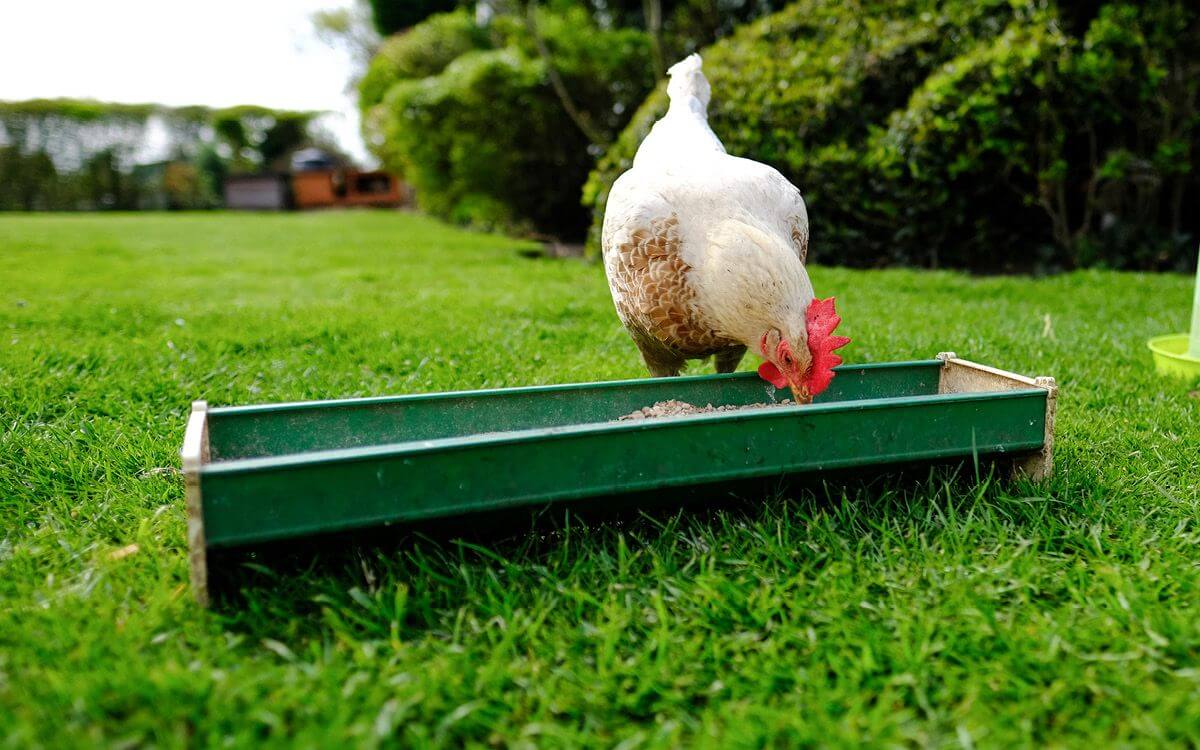 Jak na správné krmení slepic a výběr vhodného krmítka pro drůbež