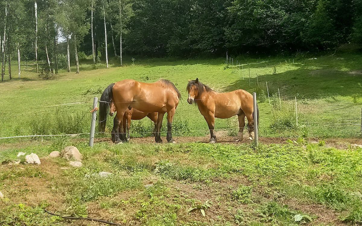 „Velkou výhodou je dálkový ovladač, kterým si ohradník fencee zapnu a vypnu kdekoliv"

říká Romana Jonova