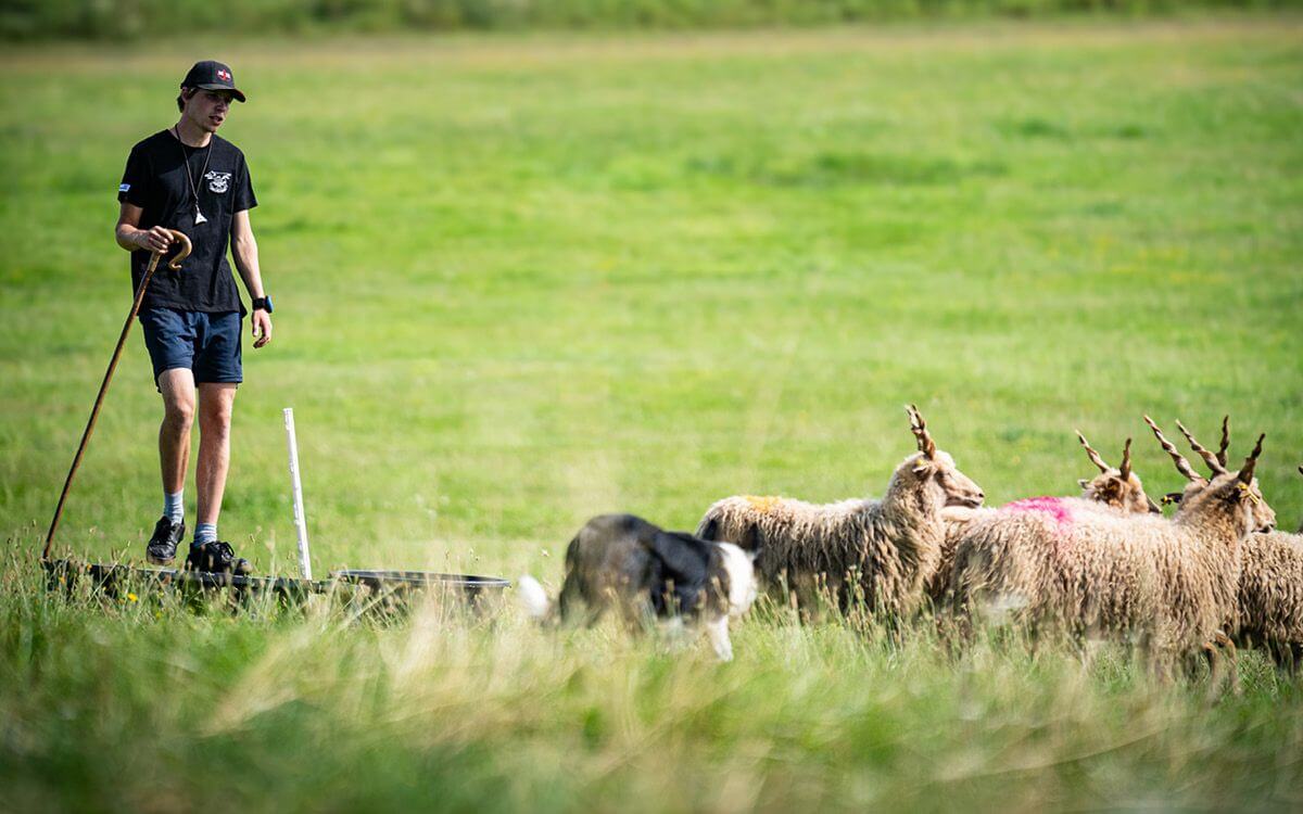Závody v ovládání ovcí pomocí ovčáckého psa na farmě JJPav Farm