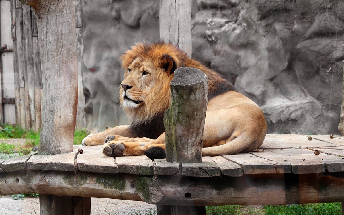 „Naší prioritou je nejen péče o zvířata a jejich pohodlí, ale také efektivní a bezpečný provoz celé zahrady"
uvádí ředitel Zoo Olomouc Dr. Ing. Radomír Habáň