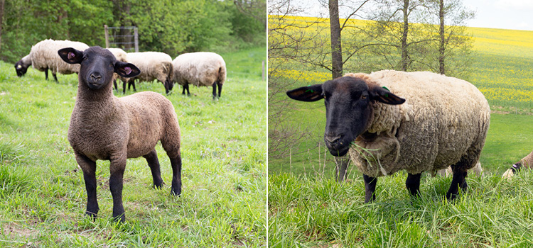 Farma Petrlák s ovcemi Suffolk