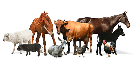 Zdroje pro elektrický ohradník podle zvířete