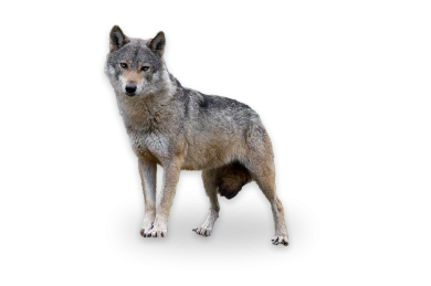 Elektrický ohradník na ochranu před vlky